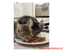 Котята