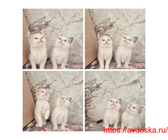 Котята Рэгдолл