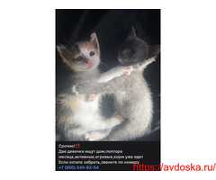 Отдам котят в добрые руки