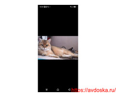 Вязка с котом, британская шиншилла золотая