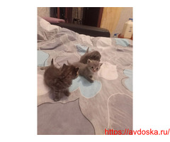 Котята